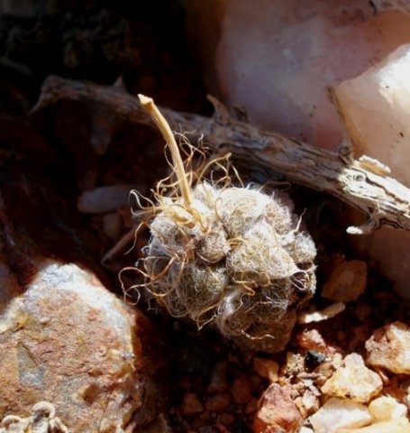 Anacampseros namaquensis