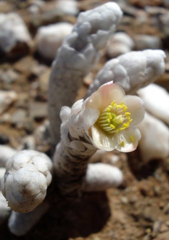 Anacampseros papyracea subsp. papyracea