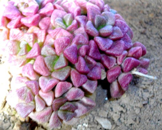 Anacampseros blushing about its moisture use