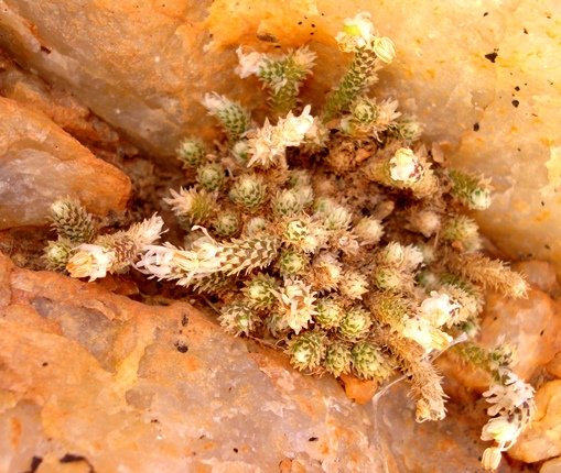 Anacampseros recurvata