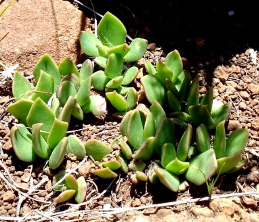 Anacampseros rufescens