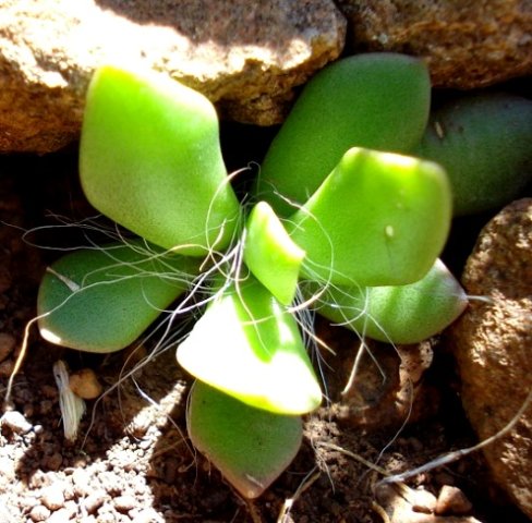 Anacampseros rufescens