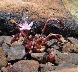 Anacampseros species nova
