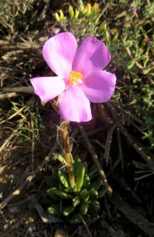 Anacampseros telephiastrum gemsboksuring triumphant