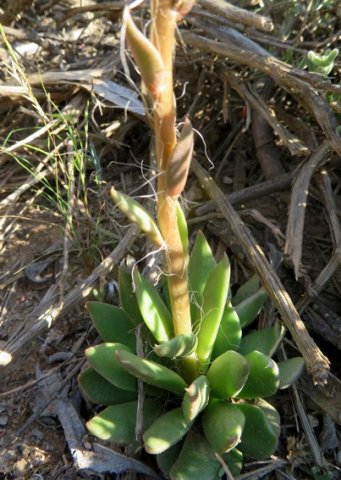 Anacampseros telephiastrum rosette and stem