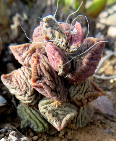 Anacampseros telephiastrum wrinkled and thirsty