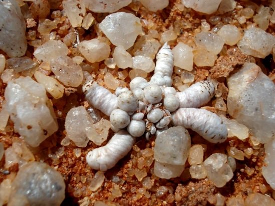 Anacampseros papyracea subsp. namaensis