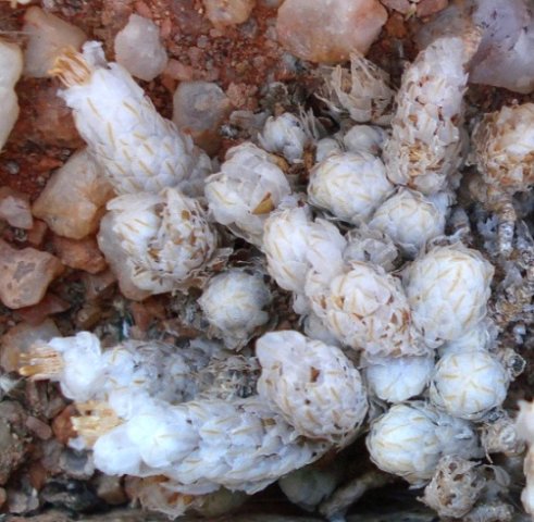 Anacampseros recurvata subsp. recurvata