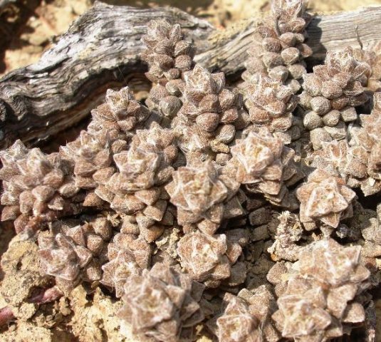 Anacampseros arachnoides 