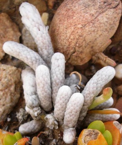 Anacampseros papyracea subsp. namaensis