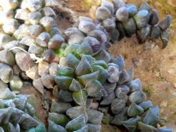 Anacampseros arachnoides heavy leaves