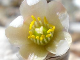 Anacampseros papyracea subsp. papyracea flower