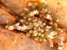Anacampseros recurvata