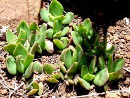 Anacampseros rufescens