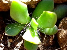 Anacampseros rufescens