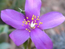 Anacampseros telephiastrum flower