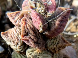 Anacampseros telephiastrum wrinkled and thirsty