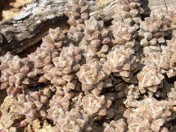 Anacampseros arachnoides 