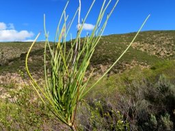 Anginon difforme solitary stem-tip
