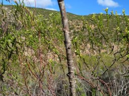 Anginon difforme bare stem
