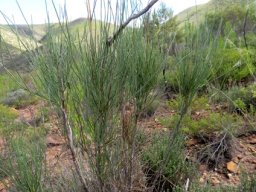 Anginon difforme regrowth