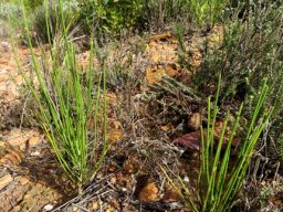 Anginon difforme twin saplings
