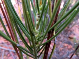 Anginon difforme leaf bases