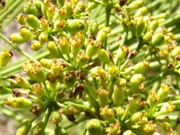 Anginon difforme fruit