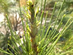 Anginon difforme young stem-tip