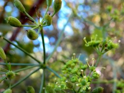 Anginon difforme flowers