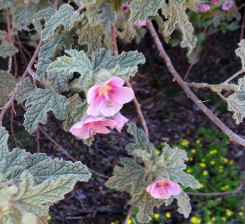 Anisodontea anomala