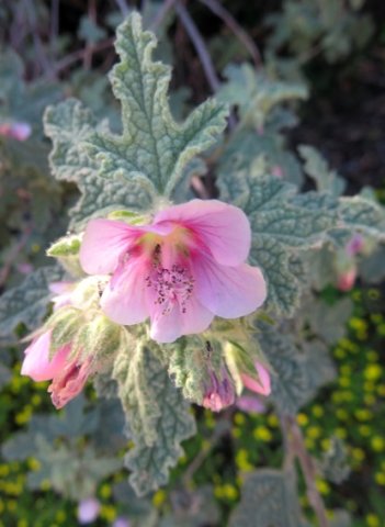 Anisodontea anomala flowers at different stages