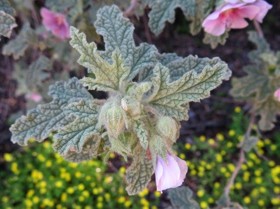 Anisodontea anomala stem-tip leaves