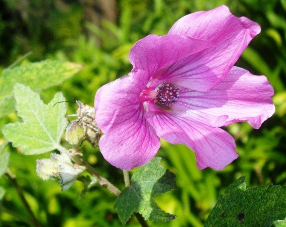 Anisodontea julii flower