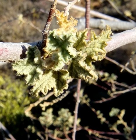 Anisodontea reflexa leaves
