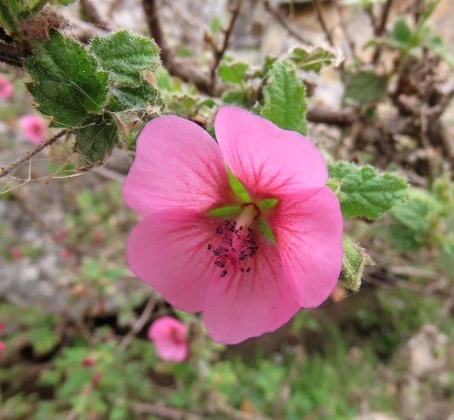 Anisodontea scabrosa flower