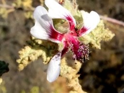 Anisodontea reflexa flower