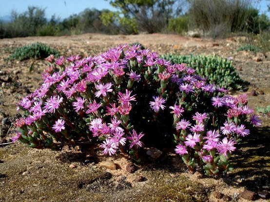 Antimima paucifolia