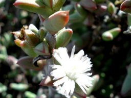 Antimima paripetala flower