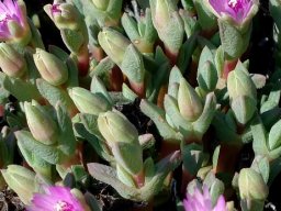 Antimima paucifolia buds