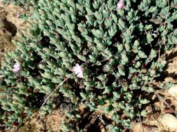 Antimima paucifolia leaves