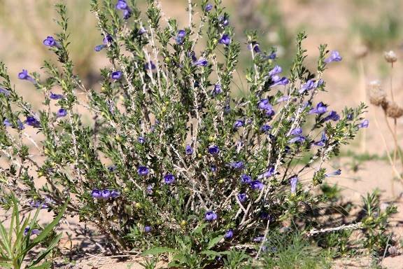 Aptosimum albomarginatum