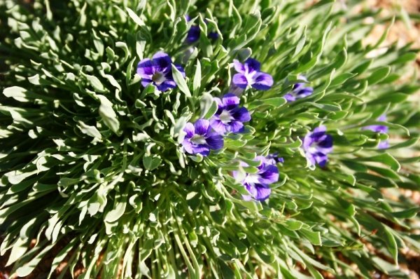 Aptosimum indivisum