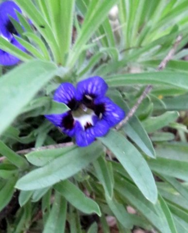 Aptosimum lineare var. lineare flower