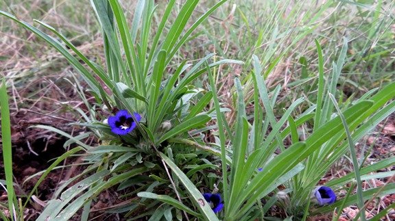 Aptosimum lineare var. lineare