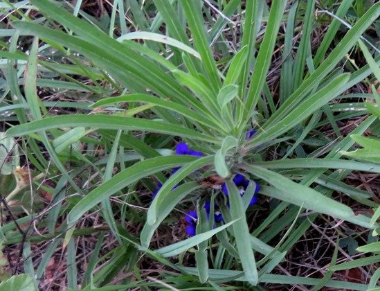Aptosimum lineare var. lineare leaves