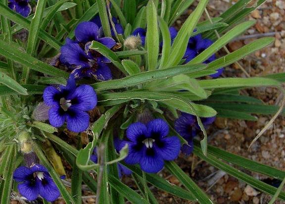 Aptosimum lineare var. lineare flowering well
