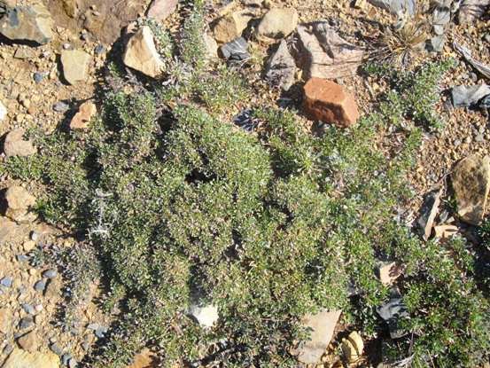 Aptosimum procumbens leaf carpet