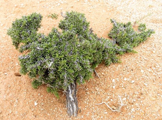 Aptosimum spinescens