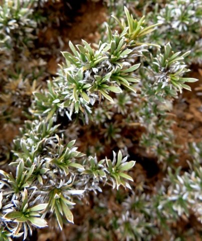 Aptosimum spinescens leaves